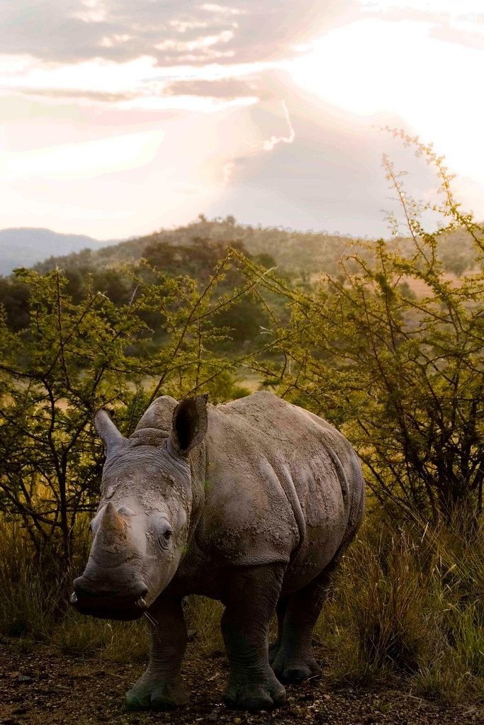 The Rhinoceros'S Role In Its Ecosystem