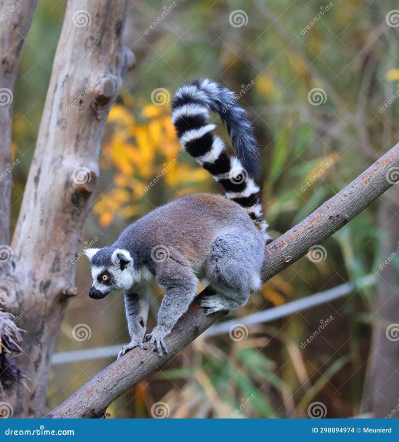 The Ring-Tailed Lemur'S Role In Its Ecosystem