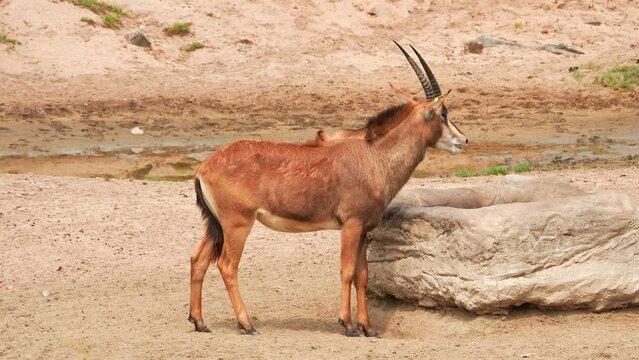 The Roan Antelope'S Role In Its Ecosystem