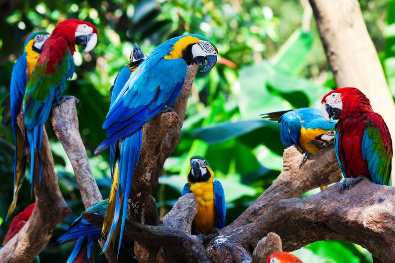The Role Of The Amazon Parrot In Local Cultures And Folklore