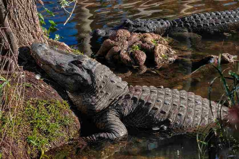The Role Of The American Alligator In Its Natural Habitat