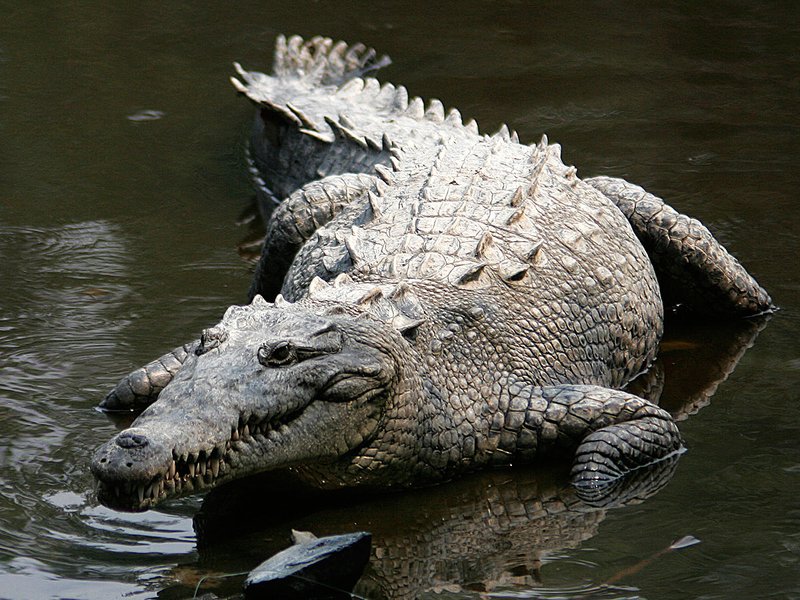 The Role Of The American Crocodile In Its Natural Habitat