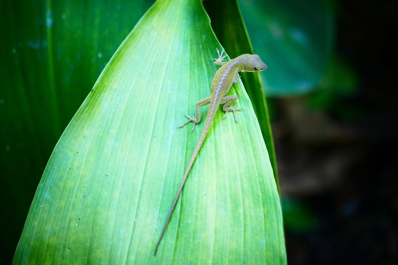 The Role Of The Anole Lizard In Its Natural Habitat