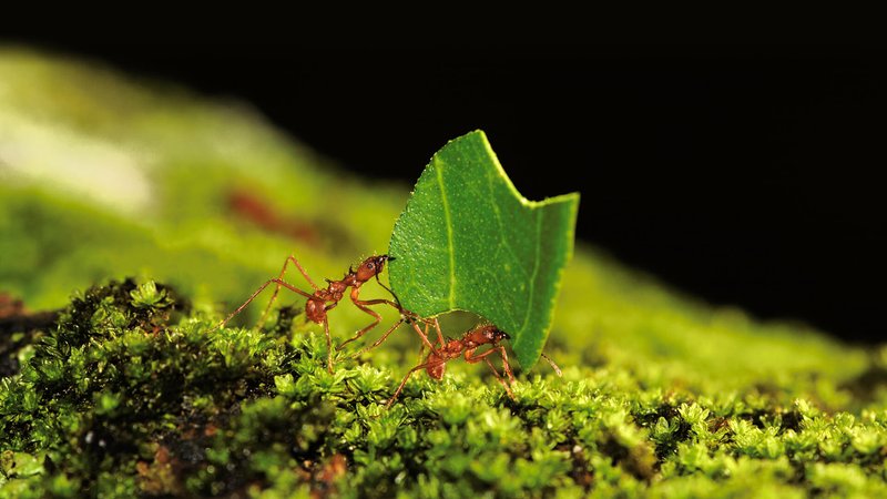 The Role Of The Ant In Ecosystems