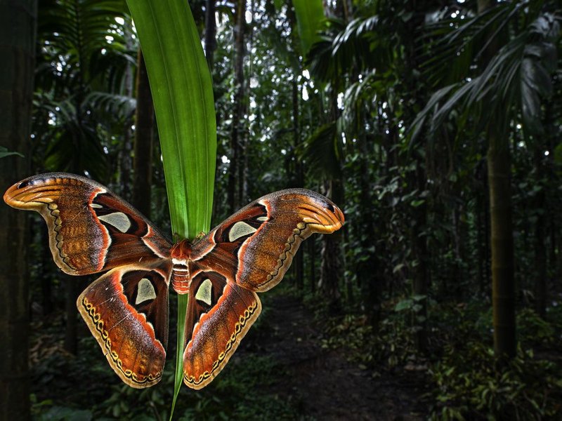 The Role Of The Atlas Moth In Ecosystems