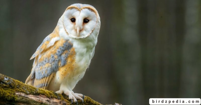 The Role Of The Barn Owl In Local Cultures And Folklore