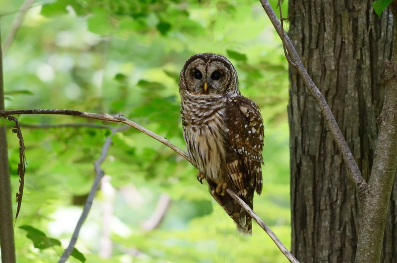 The Role Of The Barred Owl In Local Cultures And Folklore