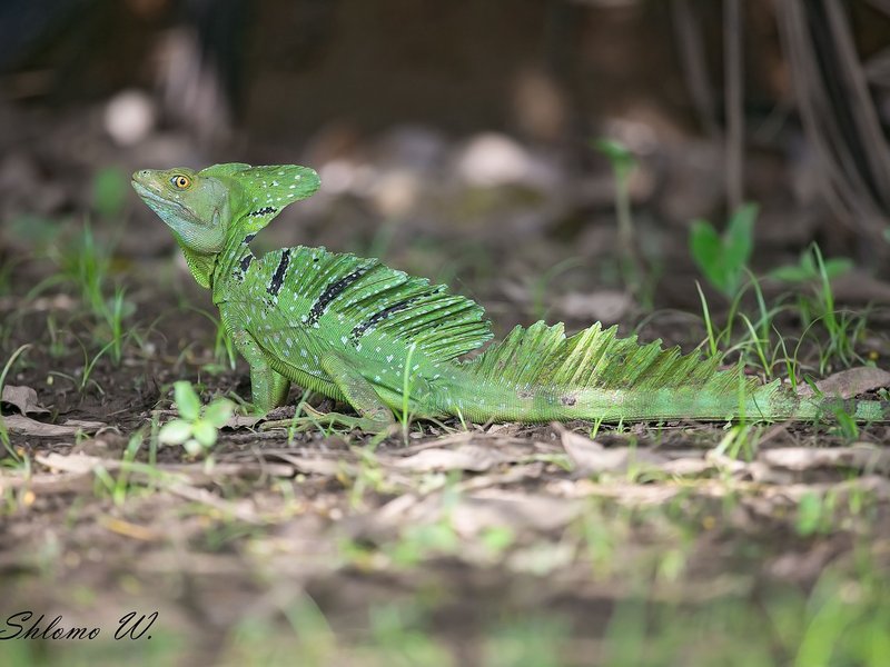 The Role Of The Basilisk Lizard In Its Natural Habitat
