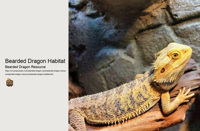 The Role Of The Bearded Dragon In Its Natural Habitat