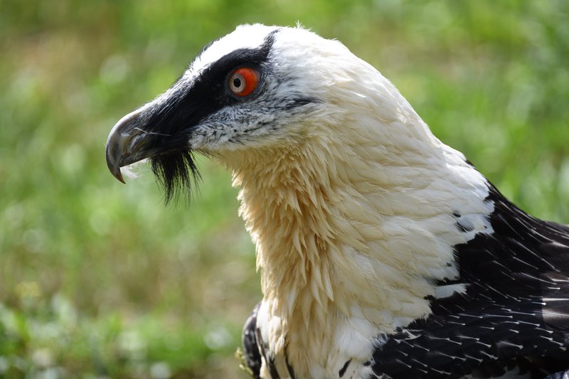 The Role Of The Bearded Vulture In Local Cultures And Folklore