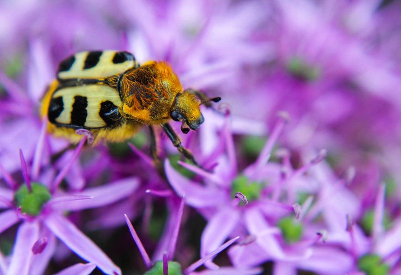 The Role Of The Beetle In Ecosystems
