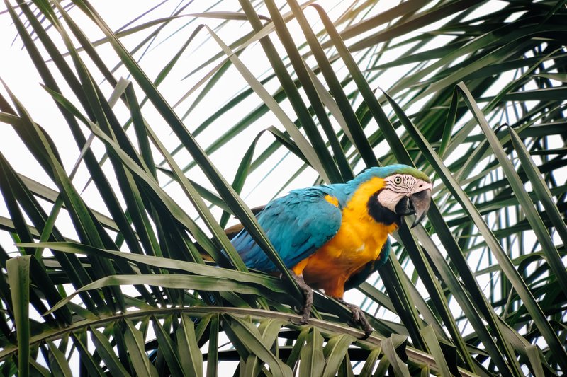 The Role Of The Blue-And-Yellow Macaw In Local Cultures And Folklore