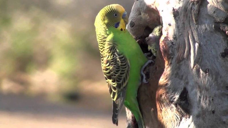 The Role Of The Budgie In Local Cultures And Folklore