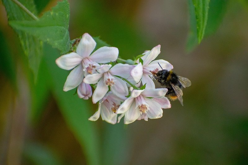 The Role Of The Bumblebee In Ecosystems