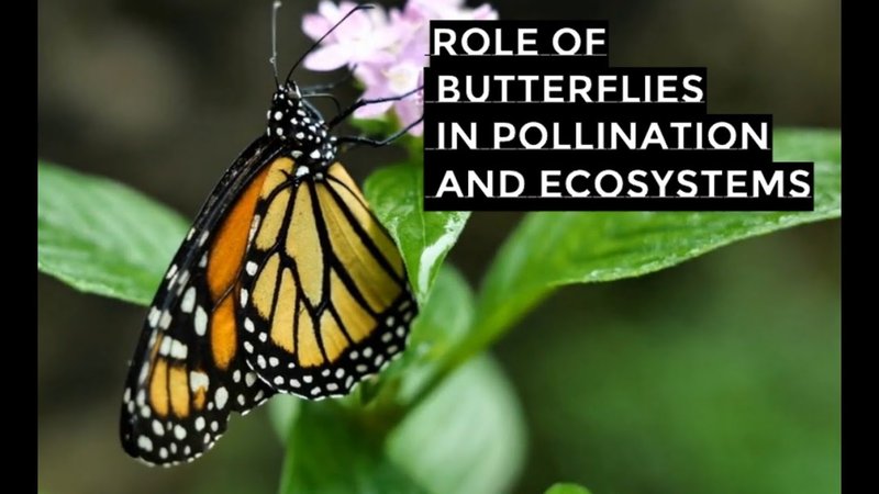 The Role Of The Butterfly In Ecosystems