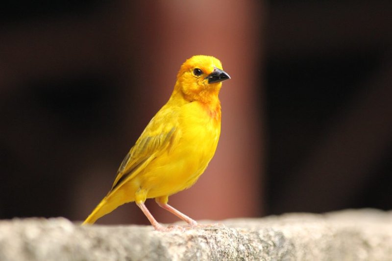 The Role Of The Canary In Local Cultures And Folklore