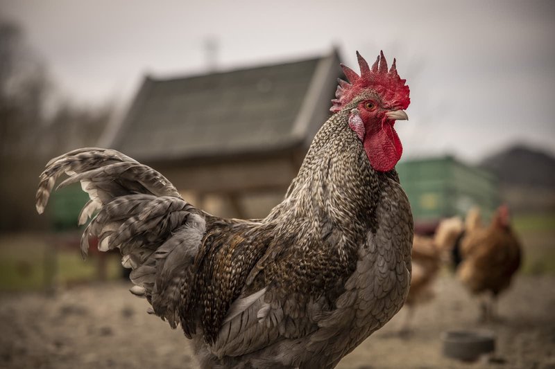 The Role Of The Chicken In Local Cultures And Folklore