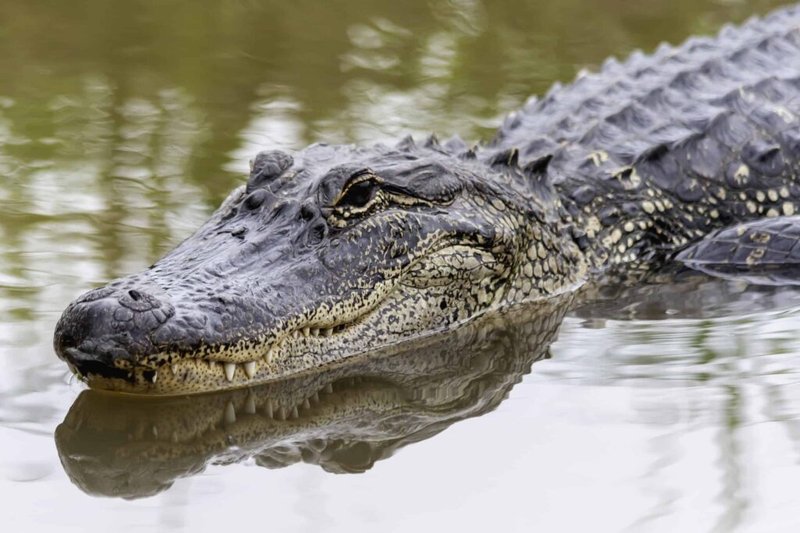 The Role Of The Chinese Alligator In Its Natural Habitat
