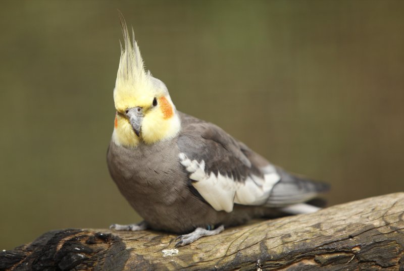 The Role Of The Cockatiel In Local Cultures And Folklore