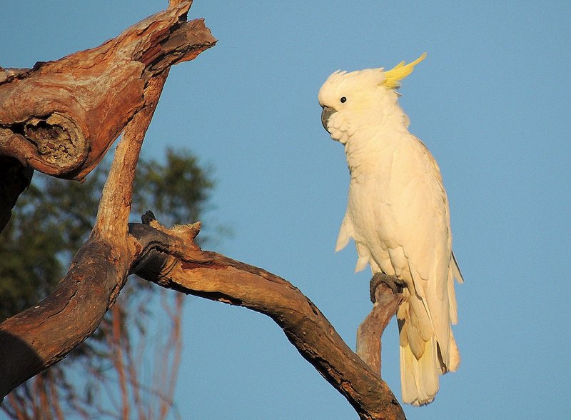 The Role Of The Cockatoo In Local Cultures And Folklore