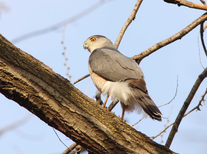 The Role Of The Cooper’S Hawk In Local Cultures And Folklore