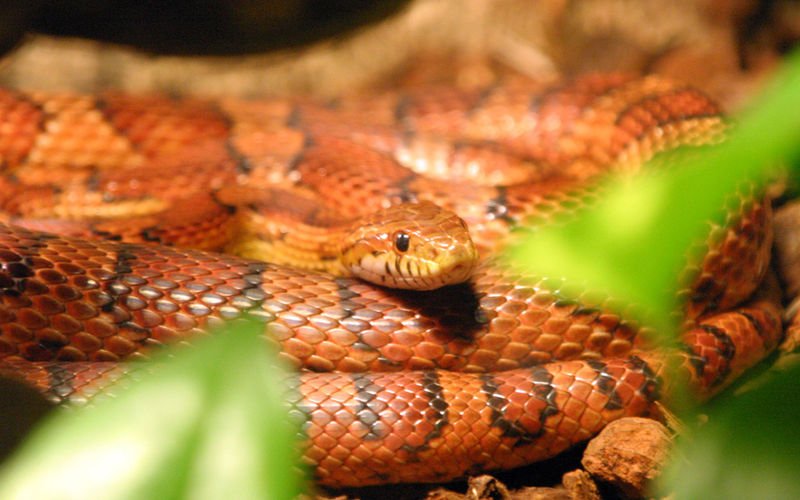The Role Of The Corn Snake In Its Natural Habitat
