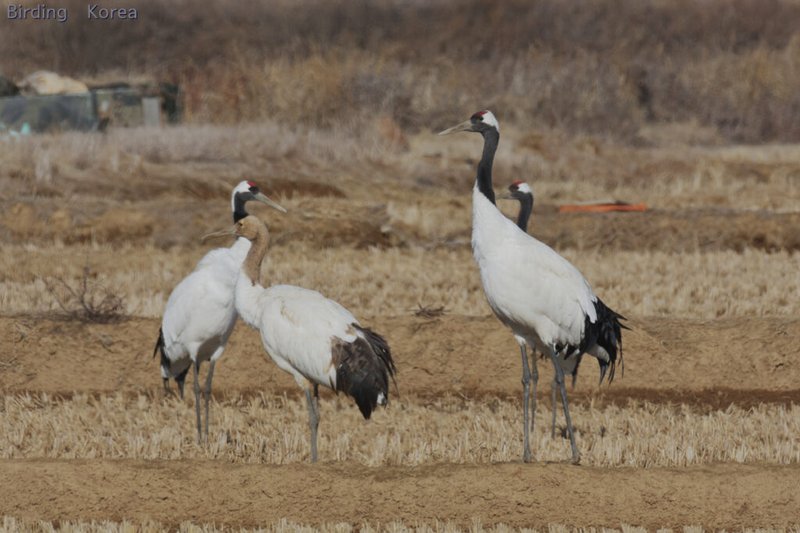 The Role Of The Crane In Local Cultures And Folklore