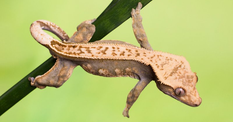 The Role Of The Crested Gecko In Its Natural Habitat