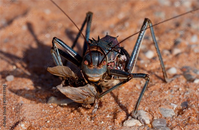 The Role Of The Cricket In Ecosystems