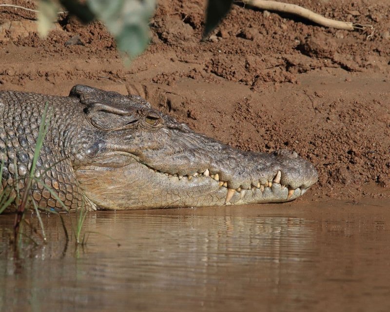 The Role Of The Crocodile In Its Natural Habitat