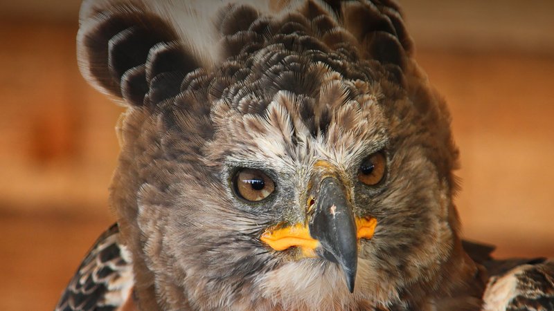 The Role Of The Crowned Eagle In Local Cultures And Folklore