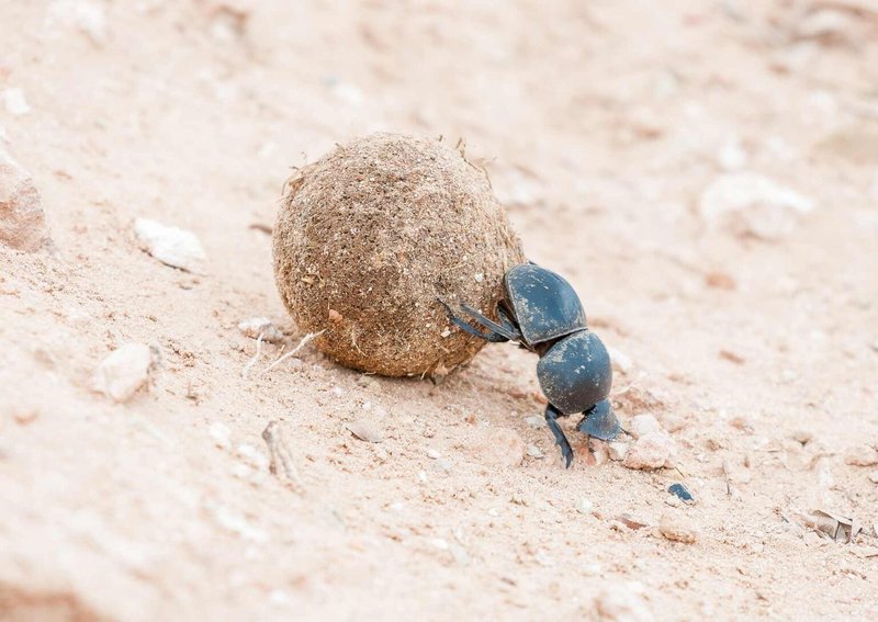 The Role Of The Dung Beetle In Ecosystems