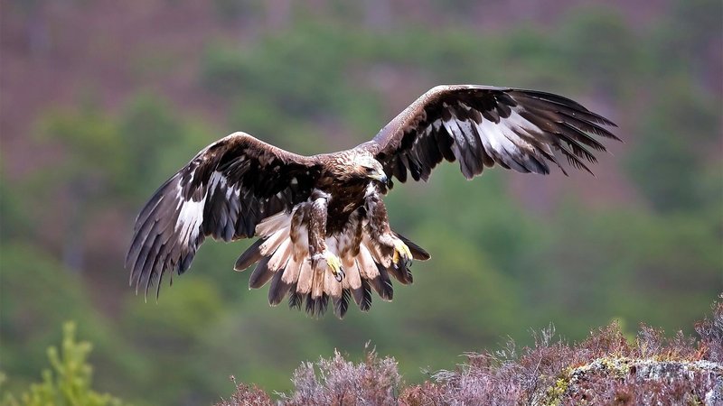 The Role Of The Eagle In Local Cultures And Folklore