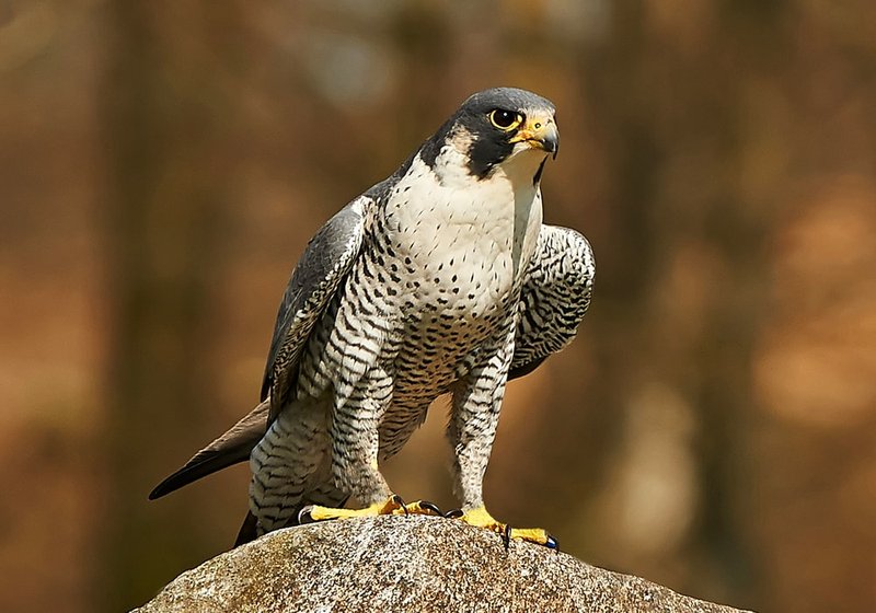 The Role Of The Falcon In Local Cultures And Folklore