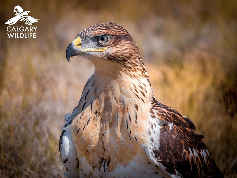 The Role Of The Ferruginous Hawk In Local Cultures And Folklore