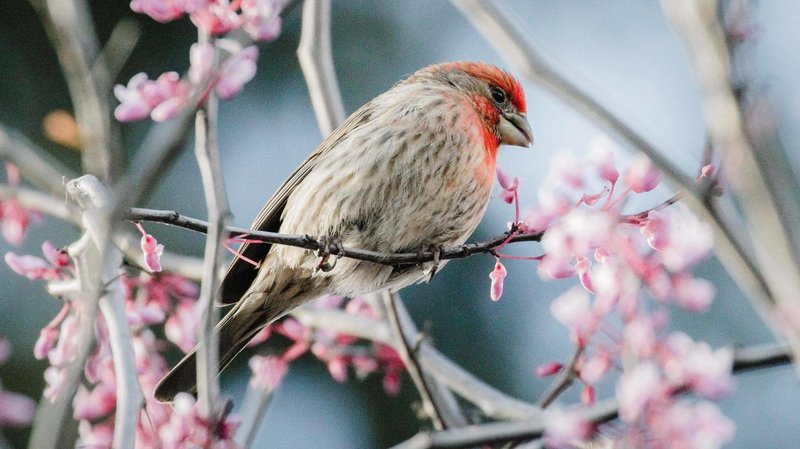 The Role Of The Finch In Local Cultures And Folklore