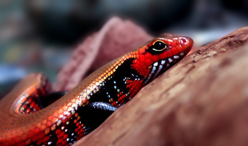 The Role Of The Fire Skink In Its Natural Habitat