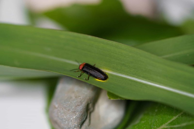 The Role Of The Firefly In Ecosystems