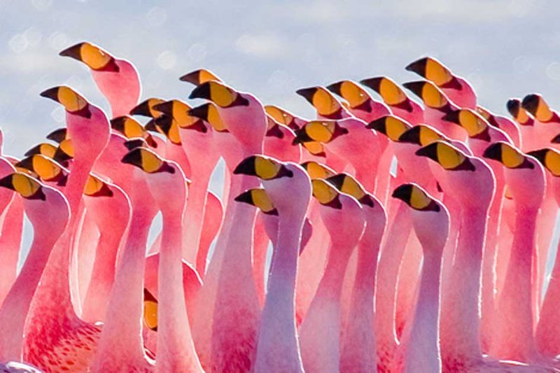 The Role Of The Flamingo In Local Cultures And Folklore