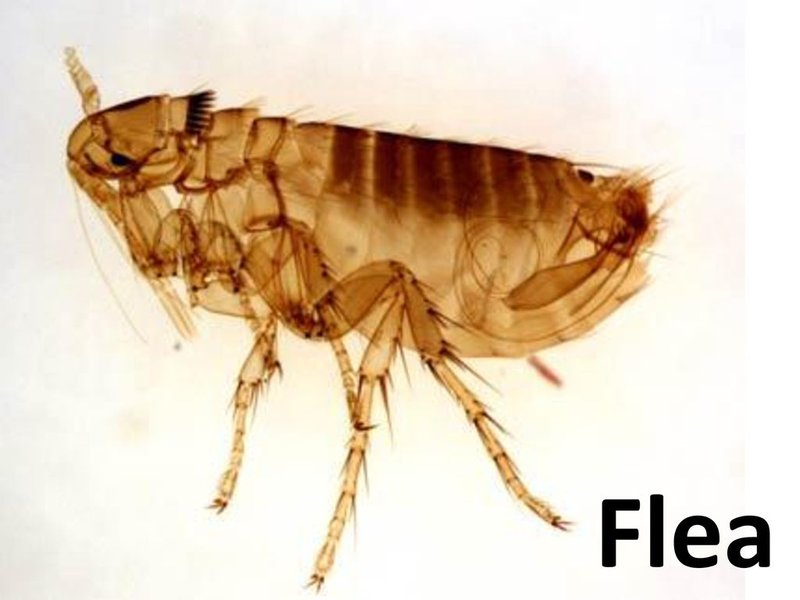 The Role Of The Flea In Ecosystems
