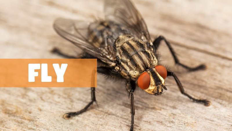 The Role Of The Fly In Ecosystems