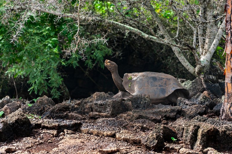 The Role Of The Galã¡Pagos Tortoise In Its Natural Habitat