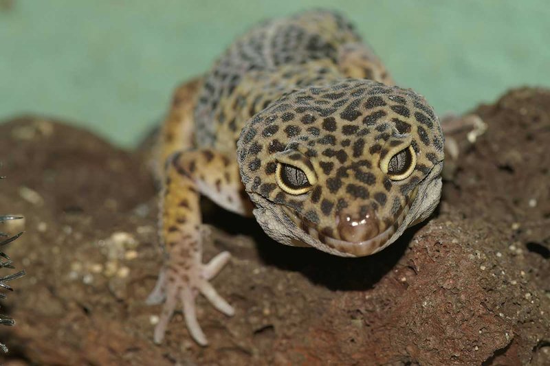 The Role Of The Gecko In Its Natural Habitat