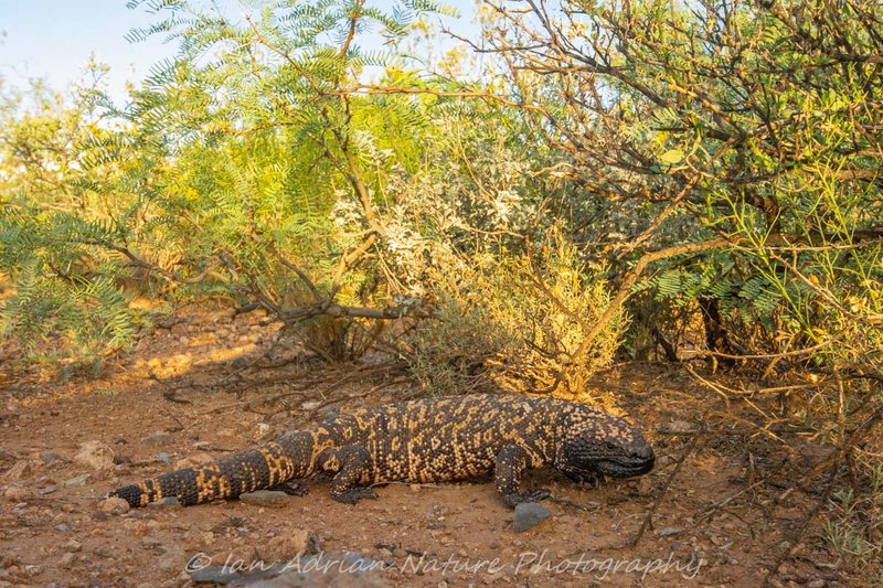 The Role Of The Gila Monster In Its Natural Habitat