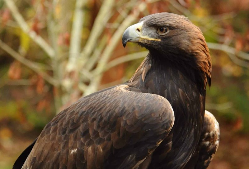 The Role Of The Golden Eagle In Local Cultures And Folklore