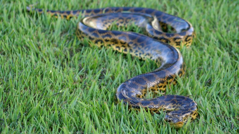 The Role Of The Green Anaconda In Its Natural Habitat