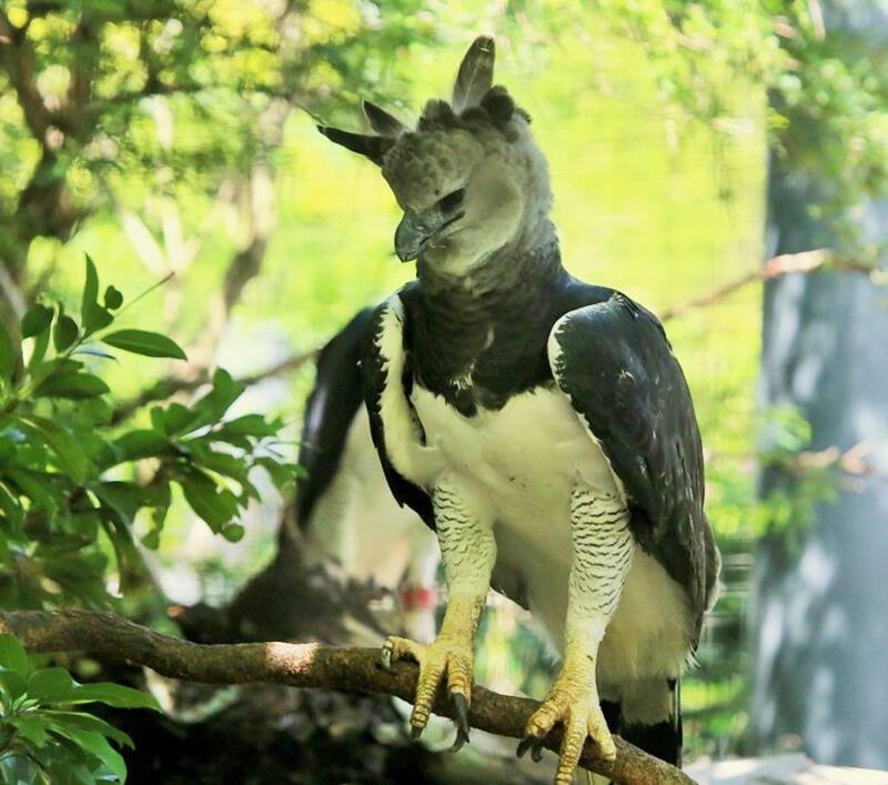 The Role Of The Harpy Eagle In Local Cultures And Folklore