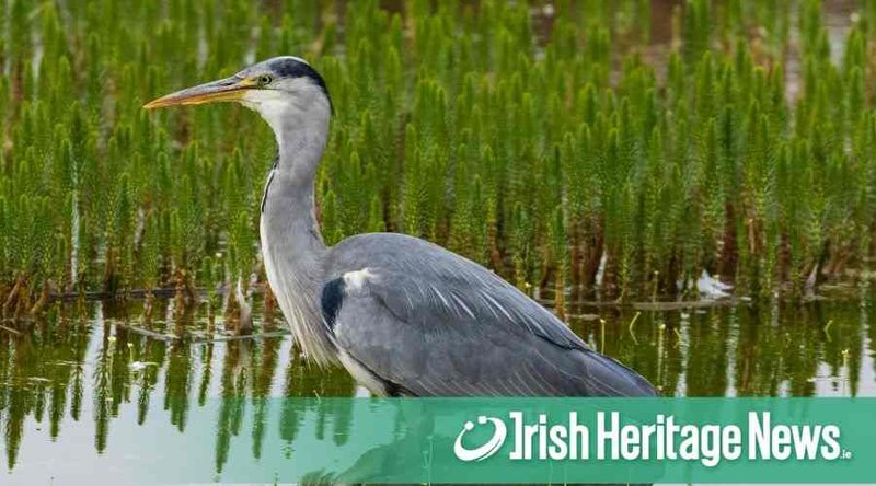 The Role Of The Heron In Local Cultures And Folklore