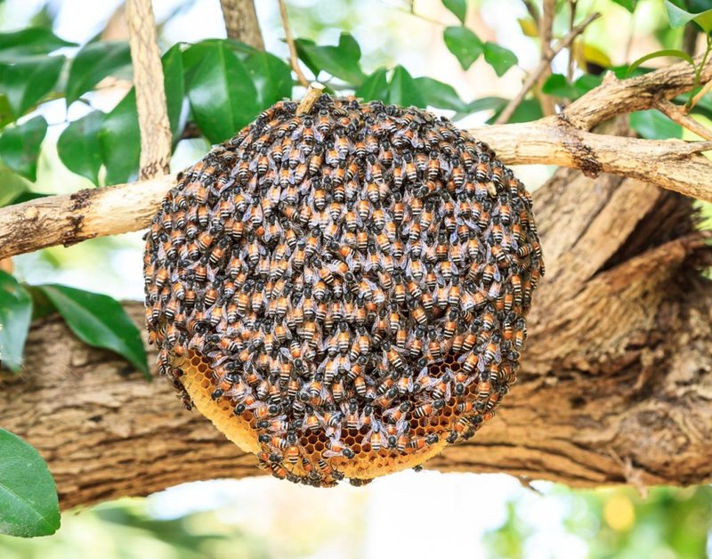 The Role Of The Honey Bee In Ecosystems