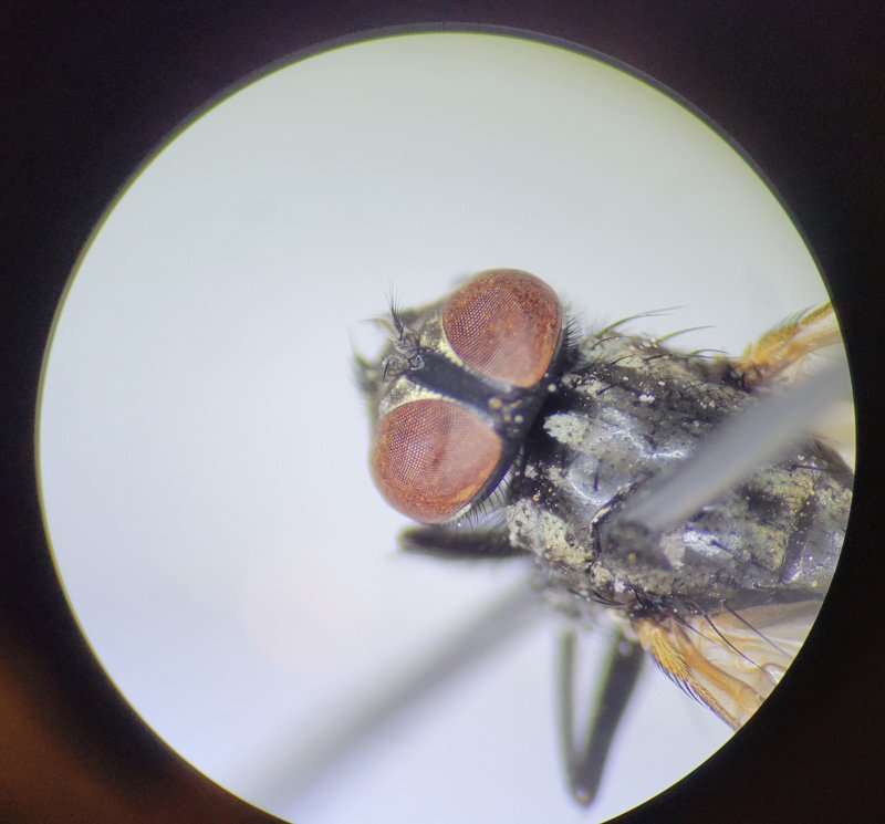 The Role Of The Housefly In Ecosystems